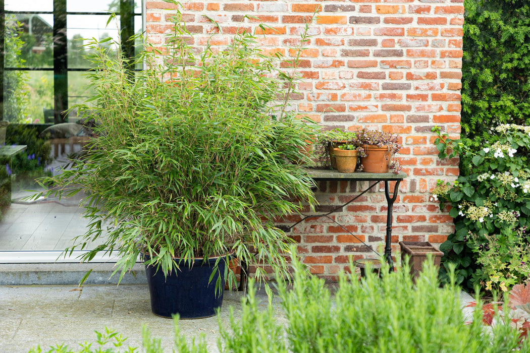 Fargesia scabrida Asian Wonder - Niet Woekerende Bamboe - ↕80cm - Ø23cm - 2x