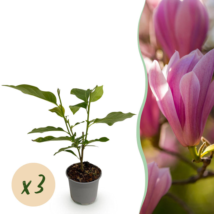 Magnolia Heaven Scent - Bloem Roze - 3 Planten - Bladverliezend - Weinig Onderhoud - Pot 12cm Hoogte 30cm