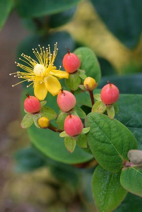 Hypericum inodorum 'Annebel' - ↕10-25cm - Ø9cm - 24x