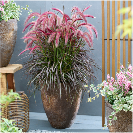 Pennisetum 'Tiny Tails' - Herbe aux écouvillons - ↕40-50cm - Ø19cm - 2x
