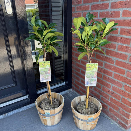 Prunus Laurocerasus Etna® - Pianta con fusto - ↕90cm - Ø19cm