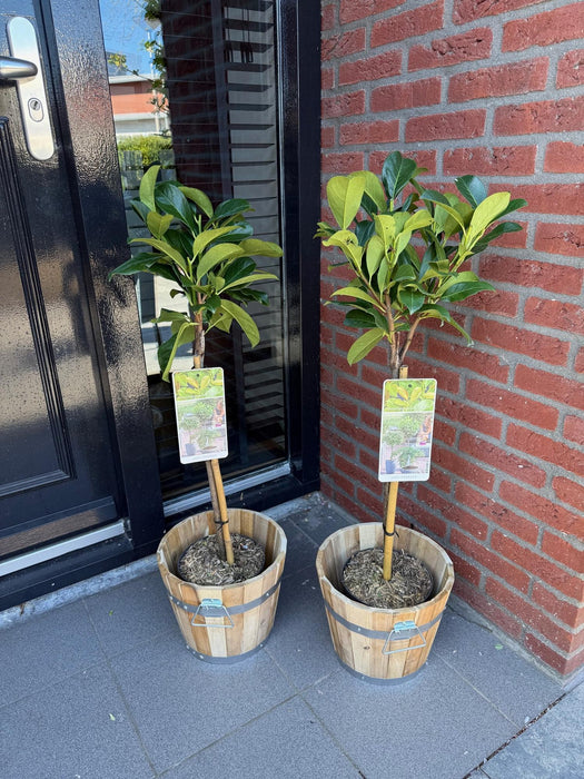 Tuinplant - Prunus lauroverasus Etna® - Plant op stam - Terras Plant - Bladhoudend - Weinig Onderhoud - Pot 19cm Hoogte 90cm