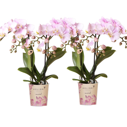 OFERTA COMBINADA de 2 orquídeas Phalaenopsis rosas - Portugal - Ø9cm | planta de interior con flores