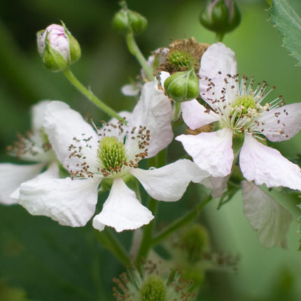 Rubus Fruticosus 'Thornless Evergreen' - Zarzamora sin espinas - ↕45cm - Ø13cm
