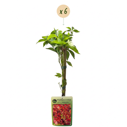 Parthenocissus quin. 'Engelmannii' - Engelmann klimop 6x - Geel - Groen - Klimplant - Ø9cm - ↕35cm
