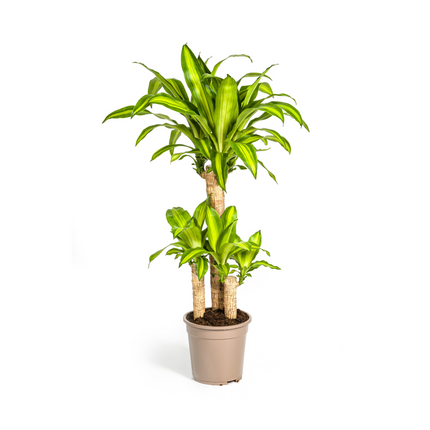 Dracaena Fragrans Massangeana with basket - ↕90-110cm - Ø21cm