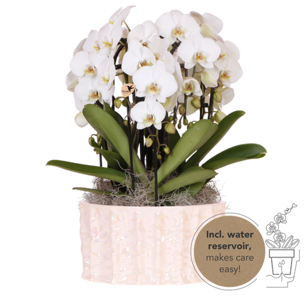 Kolibri Orchids | Hvid Mono Bouquet Niagara Fall White i østersskål