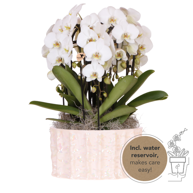 Kolibri Orchids | Witte Mono Bouquet Niagara Fall White in Oyster Dish