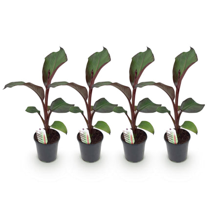 Red Banana Plant - Ensete ventricosum Maurelli - ↕40cm - Ø17cm - 4x
