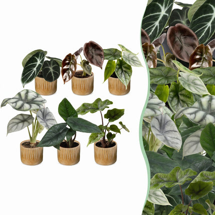Baby Alocasia Familie 6x - Rood - Groen - Zwart - Zilver - Grijs - Tropisch - incl. Linnea Honey - Ø6cm - ↕12cm
