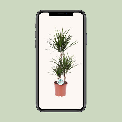 Dracaena Marginata - ↕115cm - Ø21cm