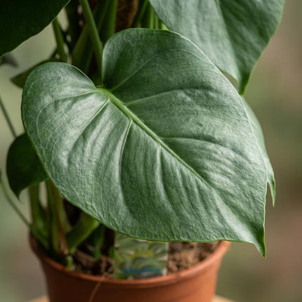 Monstera Deliciosa mosstok - Gatenplant - ↕90cm - Ø19cm