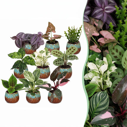 Baby Plants Surprise Box 9x - Verrassingsbox kleine planten - Diversen - Tropisch - incl. Copper Reef - Ø6cm - ↕5-15cm