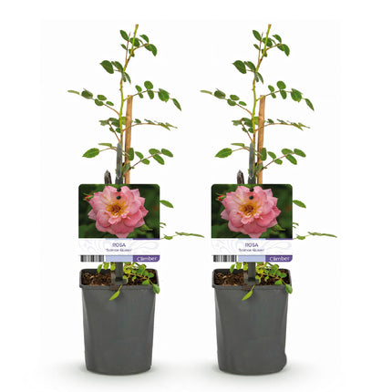 Climbing Rose - Rosa Salmon Queen - Flower Light Pink - Low Maintenance - 2 Plants - Pot 11cm Height 40cm