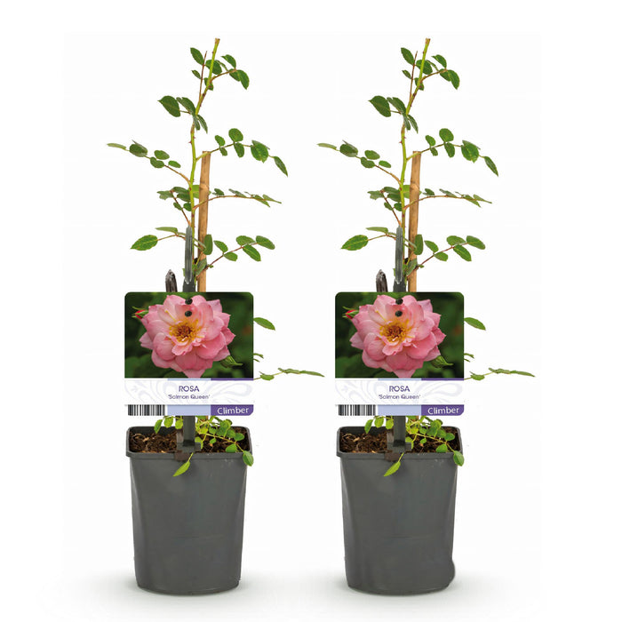 Klimroos - Rosa Salmon Queen - Bloem Licht roze - Weinig onderhoud - 2 planten - Pot 11cm Hoogte 40cm