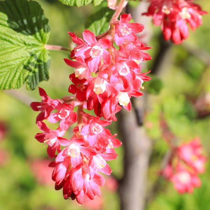 Ribes Sanguineum Kind Edward - Red Flower - ↕45cm - Ø17cm