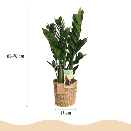 Zamioculcas - Planta ZZ - con cesta - ↕65-75cm - Ø17cm