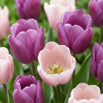 96x Tulipa Macron mix - Bloembollen - Tulp Macron mix - Diversen - Voorjaarsbloeier - Bolmaat 11/12