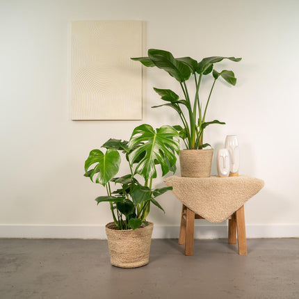 Strelitzia Nicolai - ↕85cm - Ø19cm + Monstera Deliciosa + Mand Selin - ↕75cm - Ø21cm