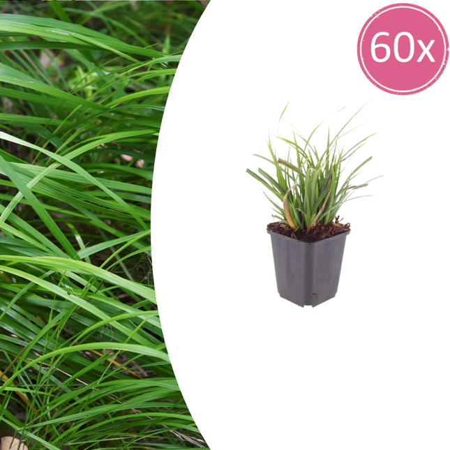 Carex morrowii - Zegge - ↕10-25cm - Ø9cm - 60x