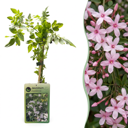 Jasminum stephanense - Roze jasmijn 6x - Roze - Klimplant - Ø9cm - ↕35cm