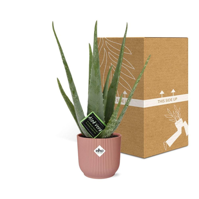 Aloe Vera 12cm in elho Vibes Fold Ø14cm roze