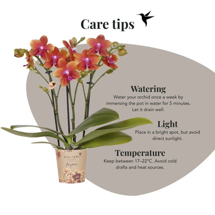 Kolibri Orchids | Combi Deal - 4 Oranje Geurende Phalaenopsis Orchideeën Fragrance Bolgheri - Ø9 cm