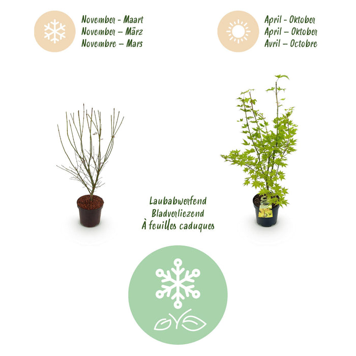 Acer palmatum Summergold - Japanse Esdoorn - Geel - ↕90cm - Ø26cm