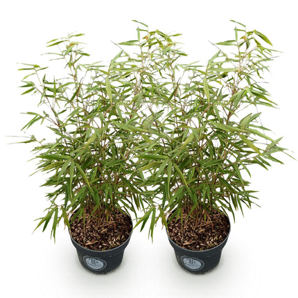 Fargesia scabrida Asian Wonder - Niet Woekerende Bamboe - ↕80cm - Ø23cm - 2x