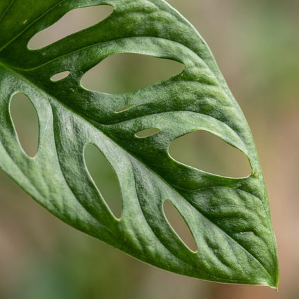 Monstera Andansonii Moss Stick - Monkey Mask - ↕90cm - Ø19cm