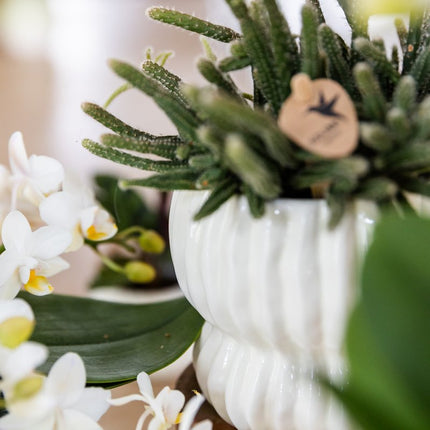 Kolibri Company | Plantenset Horizon Mix | Paars, wit, geel & roze met groene planten Ø6 cm