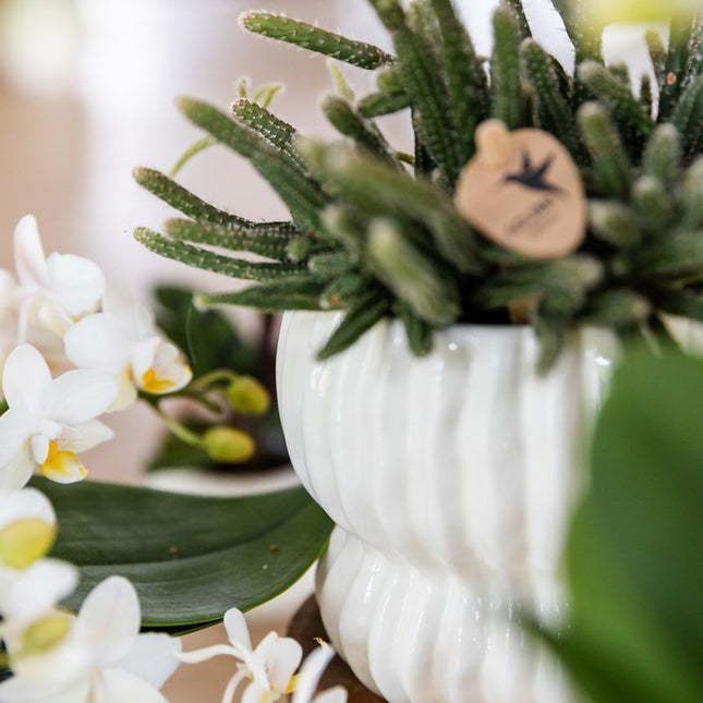 Kolibri Company | Plantenset Horizon Mix | Paars, wit, geel & roze met groene planten Ø6 cm
