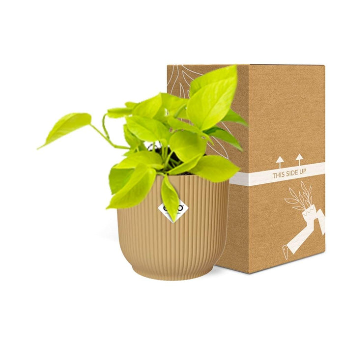 Epipremnum Pinnatum ‘Golden Pothos’ in elho Vibes Fold Ø14cm geel
