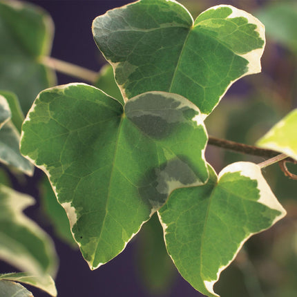 Hedera Helix Glacier - Pianta rampicante - Foglie variegate - ↕40cm - Ø11cm - 2x