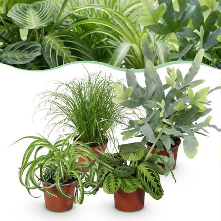 Plant box - Chlorophytum - Cyperus - Phlebodium - Maranta - ↕25cm - Ø12cm - 4x