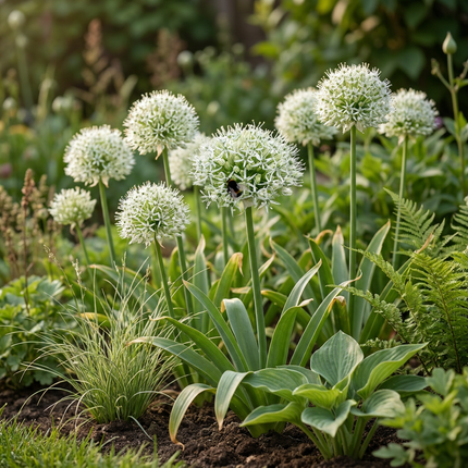 6x Allium Mount Everest - Bloembollen - Sierui - Wit - Zomerbloeier - Bolmaat 16/18