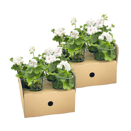 Geranio pendente - Pelargonium peltatum Bianco Ø12 cm - ↕20 cm - 8x