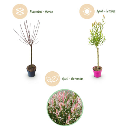 Salix Flamingo - Flamingo Wilg op stam - Ø17cm - ↕70-80cm