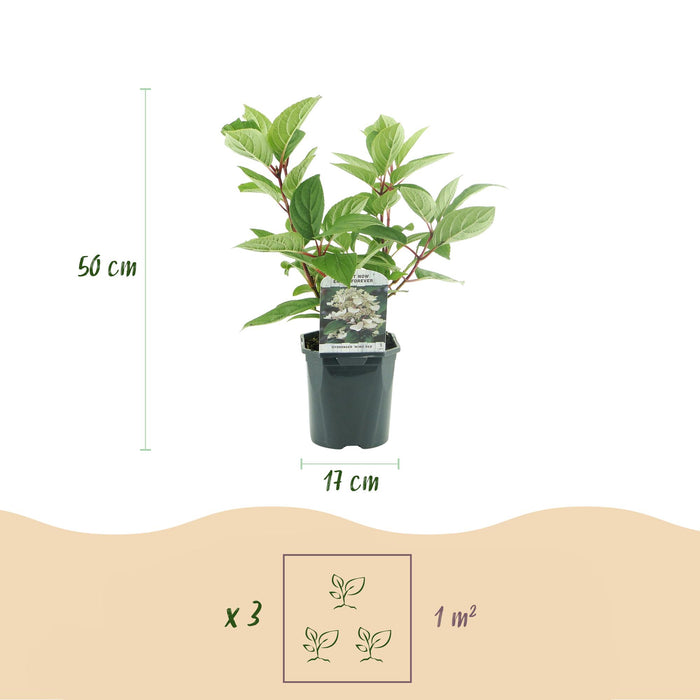 Pluim Hortensia - Hydrangea panniculata Wims Red - Bloem Wit Rood  - 3 Planten - 1 m2 - Bladverliezend - Grote Bloemen - Pot 17cm Hoogte 50cm