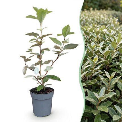 Eleagnus ebbingei Compacta - Olijfwilg - 40x Haagplanten - Groenblijvend - Grijs - Pot 9cm - Hoogte 25-35cm
