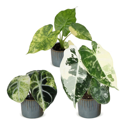 Baby Alocasia Tricolour Variegata 3x - Groen - Zwart - Variegata - Tropisch - incl. Linnea Misty Blue - Ø6cm - ↕5-15cm