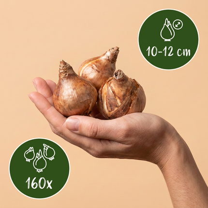 160x Narcissus mix - Bloembollen - Diversen - Voorjaarsbloeier - Bolmaat 10/12