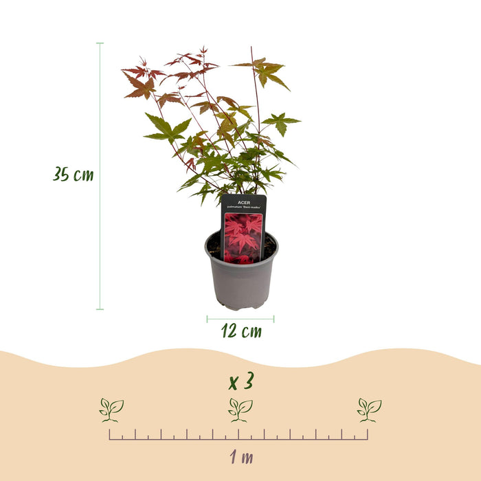 Japanse Esdoorn - Acer Palmatum Tricolour - Rood-Groen-Oranje - ↕35cm - Ø12cm - 3x
