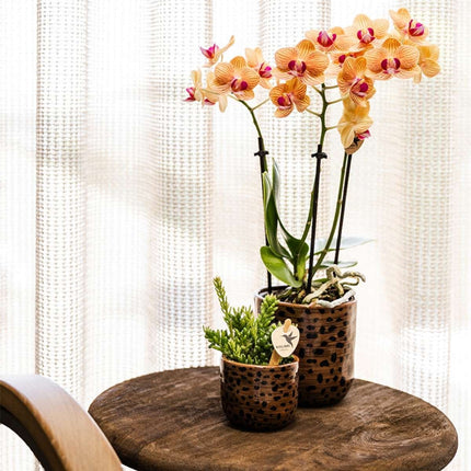 Kolibri Orchids | Combi Deal - 2 Oranje Phalaenopsis Orchideeën Mineral Jamaica - Ø9 cm