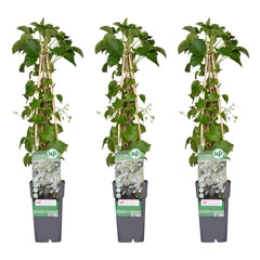 Collection image for: Ortensia rampicante (Hydrangea Petiolaris)