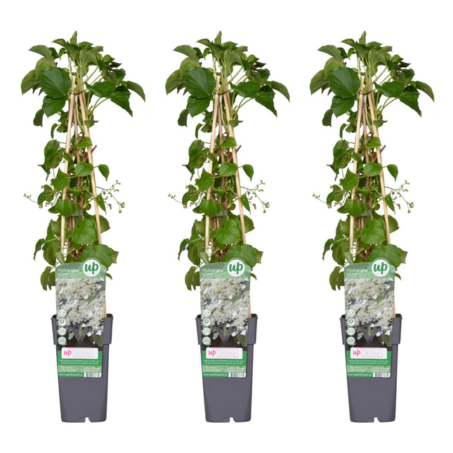 Hydrangea Petiolaris - Klimhortensia - ↕65cm - Ø15cm - 3x