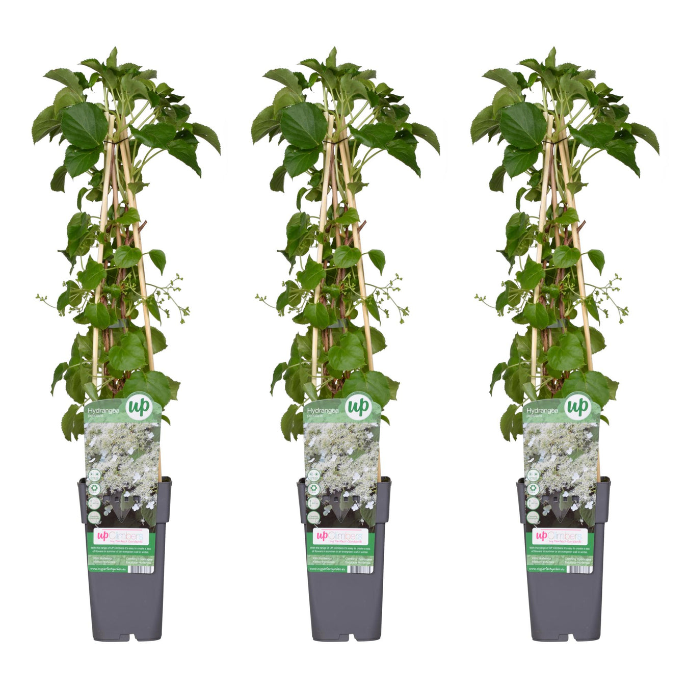 Klimhortensia (Hydrangea Petiolaris)