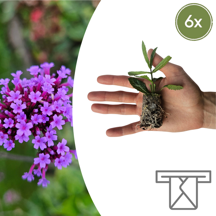Verbena – 6 Pluggen | Kweek & Geniet van Prachtige Verbena