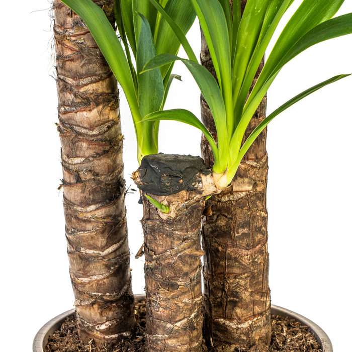 Yucca Elephantipes met mand ↕120-140cm - Ø24cm