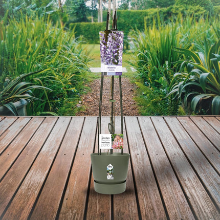 Wisteria Sinensis + Light Label - ↕115cm - Ø23cm